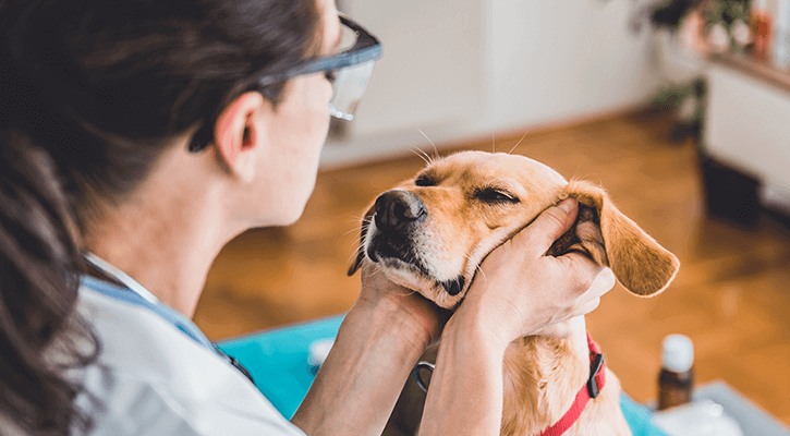 A dog receiving an annual veterinary wellness exam in West Jefferson, Ohio