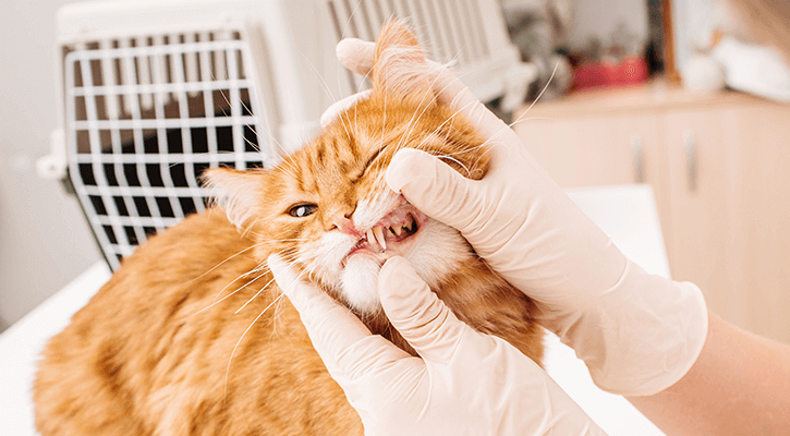 A cat with their tooth exposed for a pet dental exam and cleaning in West Jefferson, Ohio