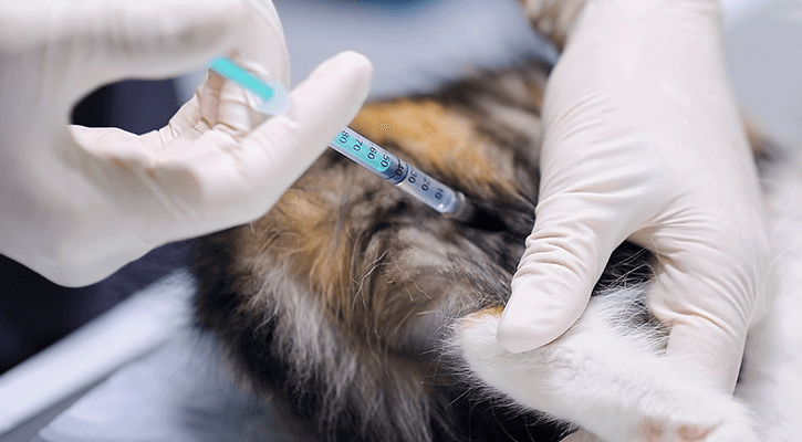 A pet receiving a vaccination in West Jefferson Animal Hospital in West Jefferson, Ohio