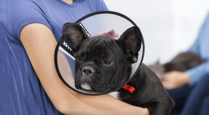 A dog recovering from being spayed or neutered in West Jefferson, Ohio