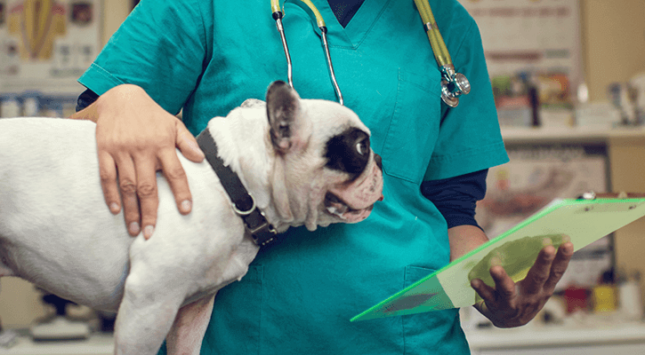 A dog being prepped for veterinary pet surgery in West Jefferson, Ohio