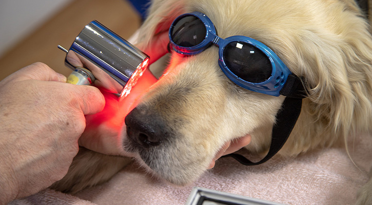 A dog with glasses on preparing for pet laser therapy treatment in West Jefferson, Ohio