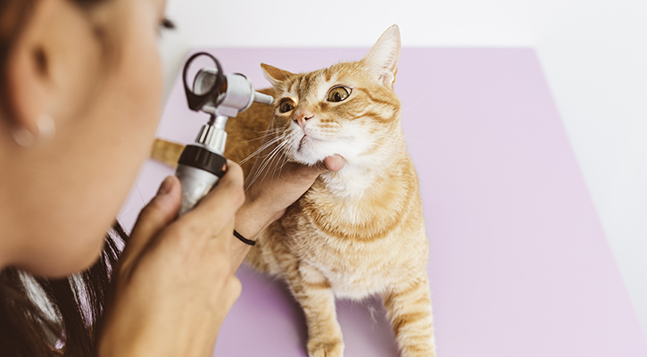 A cat receiving an annual veterinary wellness exam in West Jefferson, Ohio