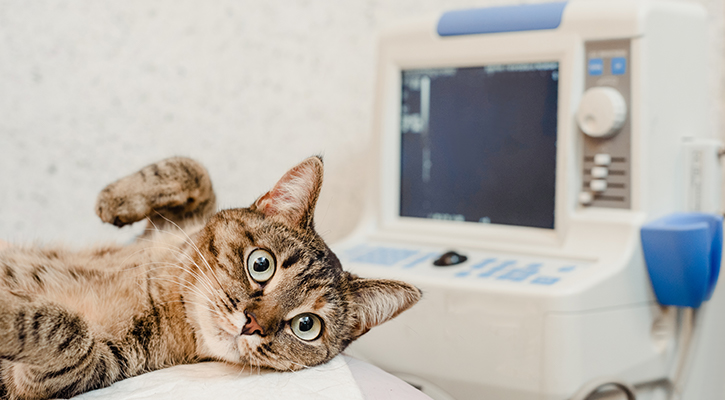 A cat lying next to an x-ray machine, getting ready to get radiography done in West Jefferson, Ohio